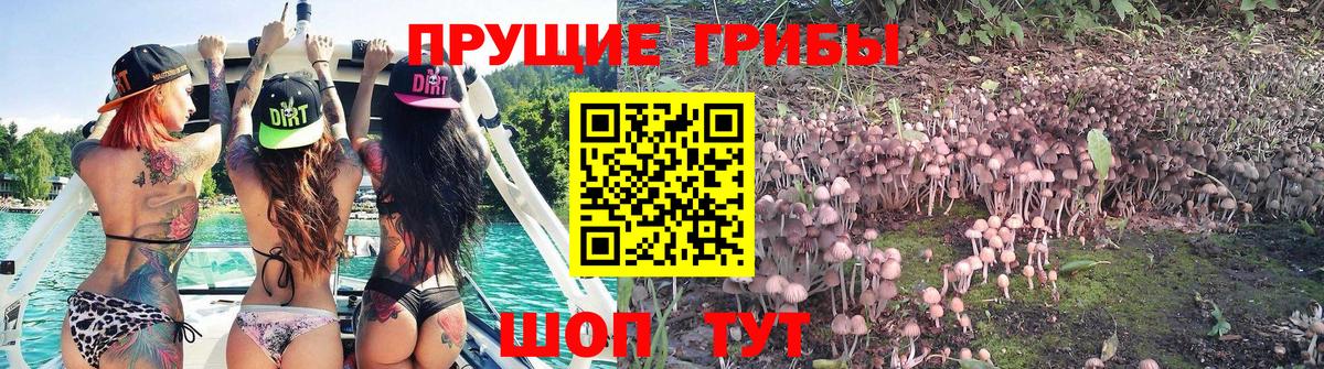 Киров  Псилоцибиновые грибы Magic Shrooms  цена наркотик  Вход с VPN  Псилоцибиновые грибы прущие грибы 